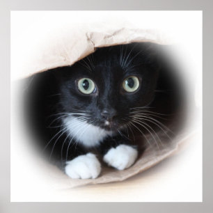 Poster Chat dans un sac