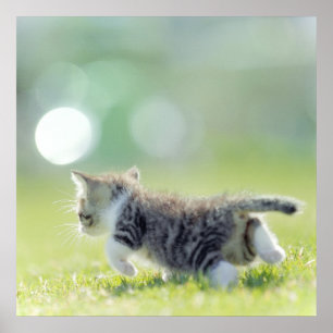 Poster Chat de bébé fonctionnant sur le champ d'herbe