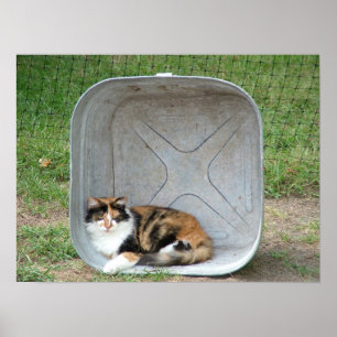 Poster Chat de calicot en bassin
