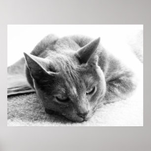 Poster Chat de gamme de gris