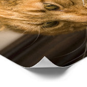 POSTER CHAT DE LA CUISINE (Coin)