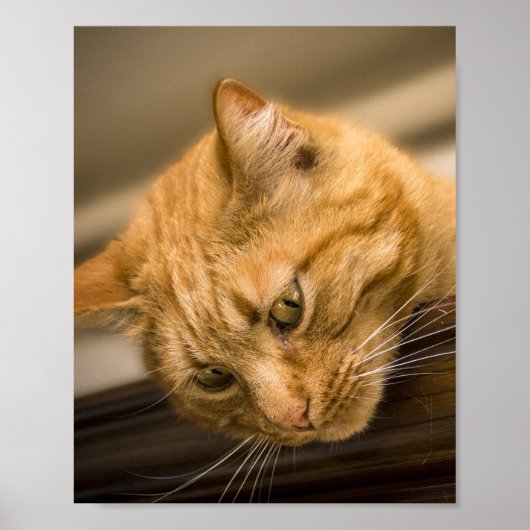 POSTER CHAT DE LA CUISINE (Devant)