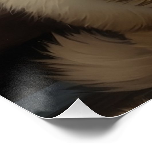 Poster Chat de l'Himalaya (Coin)