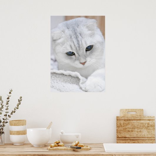 Poster Chat de pliage écossais à gradient argenté (Cuisine)