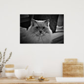 Poster Chat de poupée, (Cuisine)
