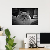 Poster Chat de poupée, (Bureau à domicile)