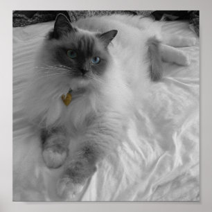 Poster Chat de Ragdoll