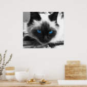 Poster Chat de Siamese (Cuisine)