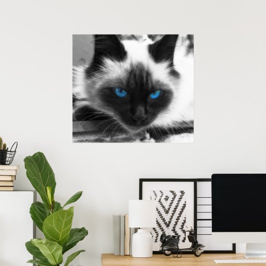 Poster Chat de Siamese (Bureau à domicile)