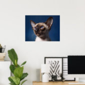 Poster Chat de Siamese avec les yeux bleus (Bureau à domicile)