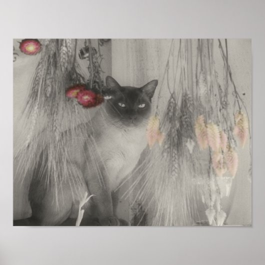 Poster Chat de Siamese avec une couleur partielle (Devant)