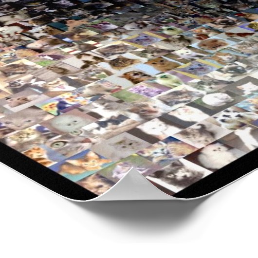 Poster chat de siamese Montage (Coin)