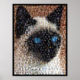 Poster chat de siamese Montage