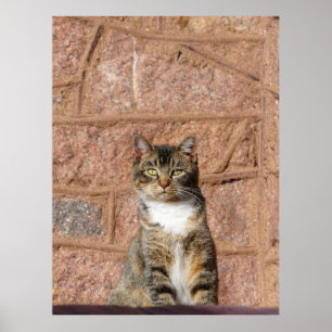 Poster Chat d'église