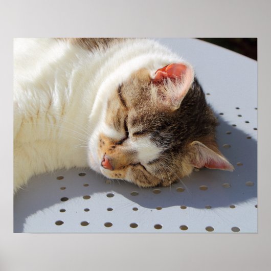 Poster Chat dormant dans un jardin (Devant)