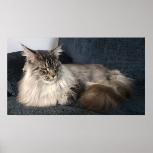 Poster Chat du Maine