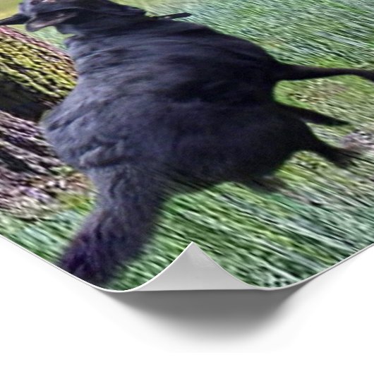 POSTER CHAT EN CHUTE (Coin)
