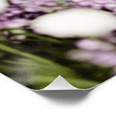 Poster Chat en fleurs (Coin)