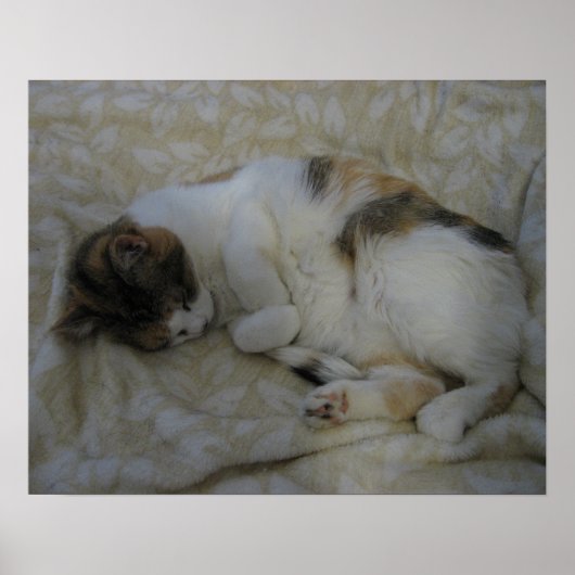 Poster Chat endormi (Devant)