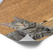 Poster Chat et Pyramide. (Coin)