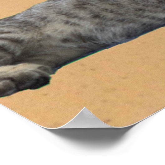 Poster Chat et Pyramide. (Coin)