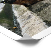 Poster Chat français (Coin)