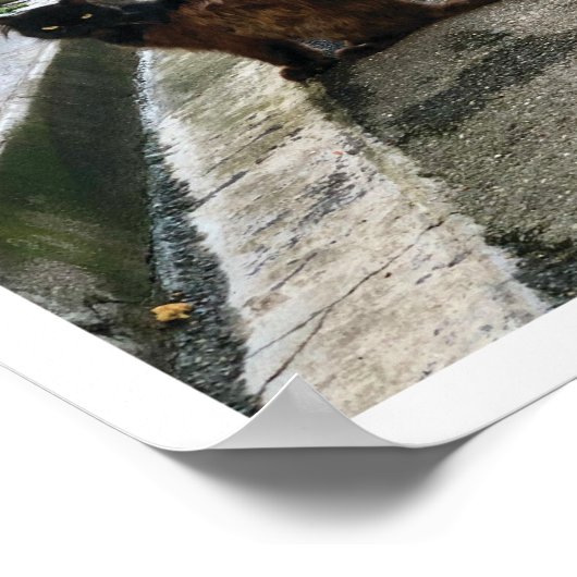 Poster Chat français (Coin)