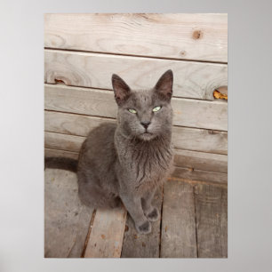 Poster Chat gris