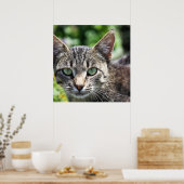 Poster Chat Gris avec yeux verts (Cuisine)