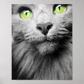 Poster Chat gris avec yeux verts clairs
