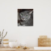 Poster Chat gris bleu russe (Cuisine)