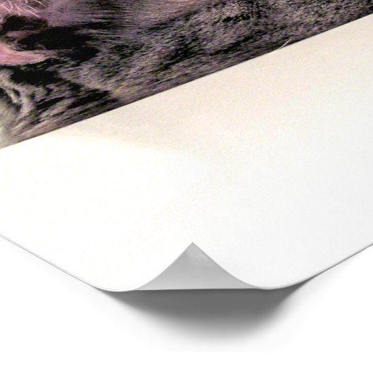 Poster Chat gris dans l'évier (Coin)