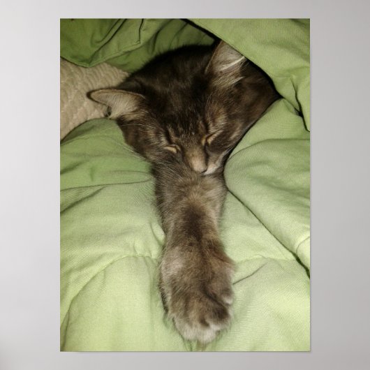 Poster Chat gris dormant dans une couverture verte (Devant)