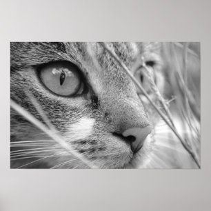 Poster chat gris et blanc sur un vert