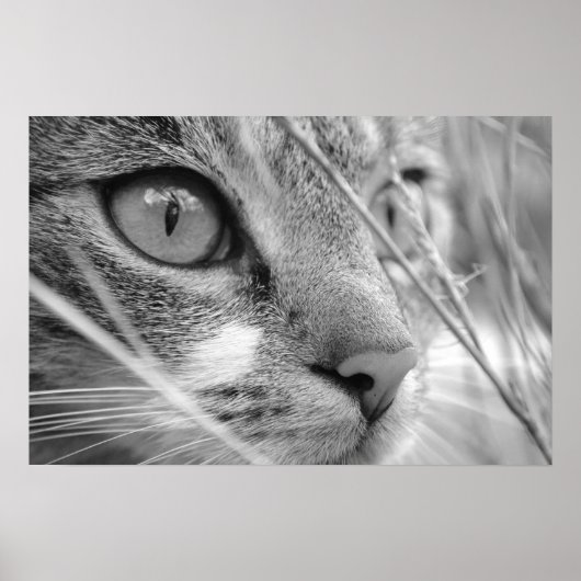 Poster chat gris et blanc sur un vert (Devant)