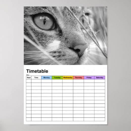 Poster Chat gris et blanc sur un vert / Timetable (Devant)