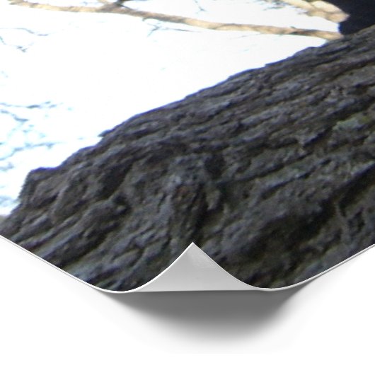 Poster Chat guerrier (Coin)