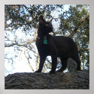 Poster Chat guerrier