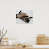 Poster Chat himalayen allongé sur son dos (Cuisine)