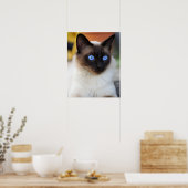 Poster Chat kitty siamois avec de beaux grands yeux bleus (Cuisine)
