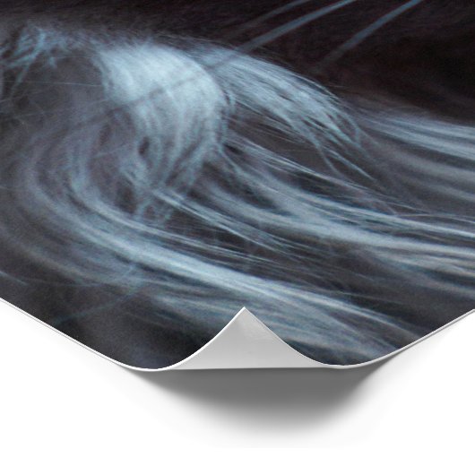 Poster Chat magnifique (Coin)