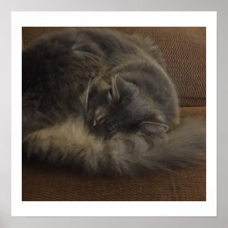Poster Chat Maine Coon