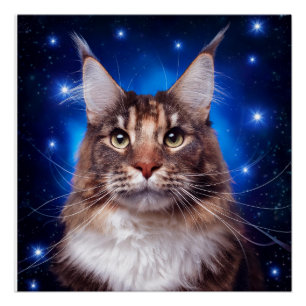 Poster Chat Maine Coon Fond Bleu Étoiles