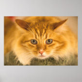 POSTER CHAT MAINE COON STARE DOUBLE (Devant)