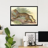 Poster Chat marbré (Bureau à domicile)