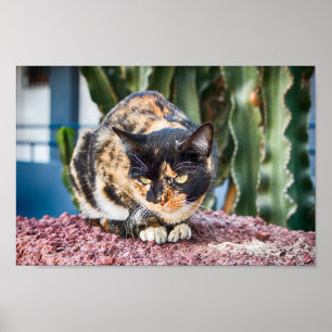 Poster Chat Maspalomas