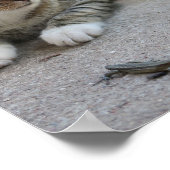 Poster chat, mignonne, animal de compagnie, gris, fureur, (Coin)