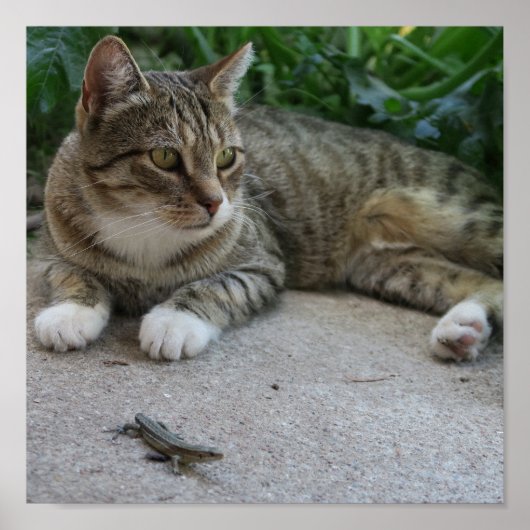 Poster chat, mignonne, animal de compagnie, gris, fureur, (Devant)