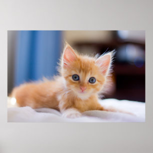 Poster Chat mignonne aux yeux bleus
