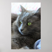 Poster Chat Nebelung (Devant)